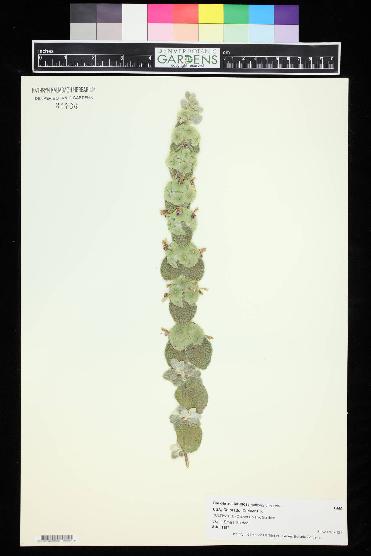 Ballota acetabulosa image