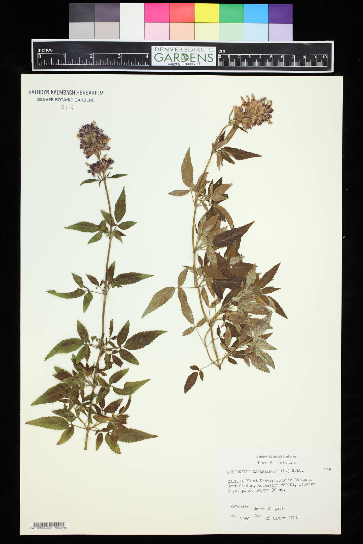 Cedronella canariensis image