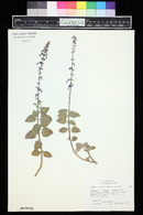 Plectranthus lanuginosus image