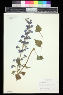 Plectranthus thyrsoideus image