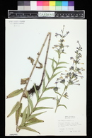 Nepeta sibirica image