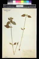 Galeopsis bifida image