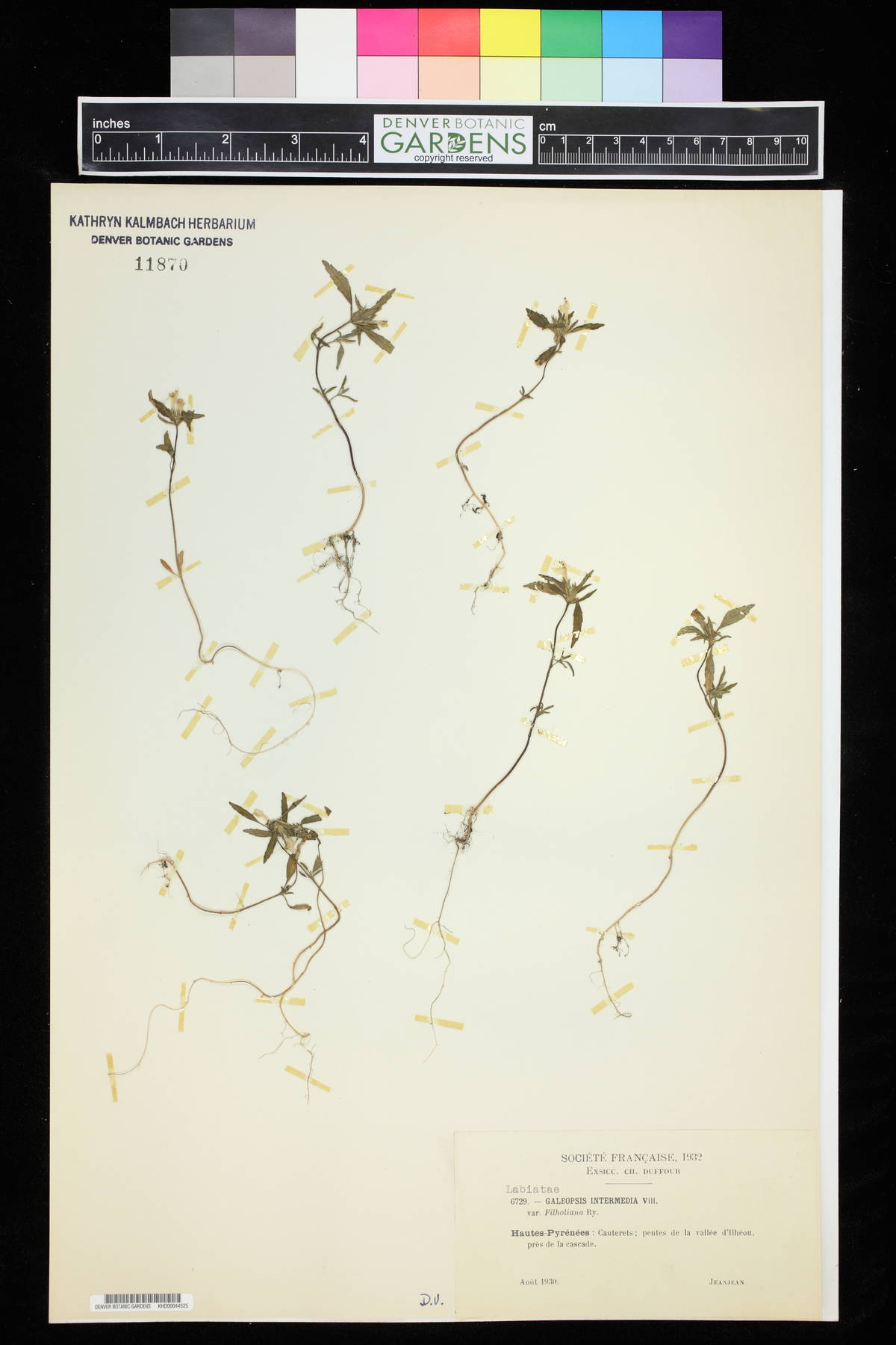 Galeopsis ladanum image