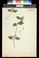 Galeopsis speciosa image