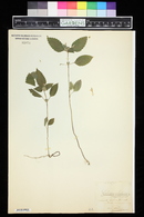 Galeopsis segetum image