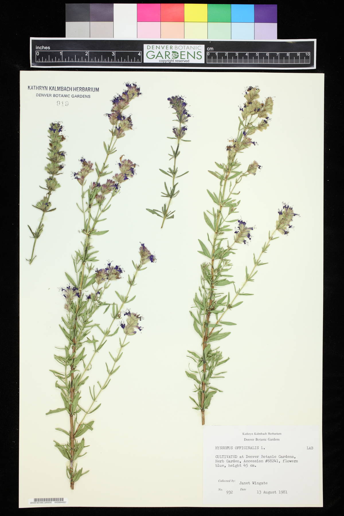 Hyssopus officinalis image