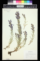 Lallemantia canescens image