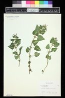 Lamium maculatum image