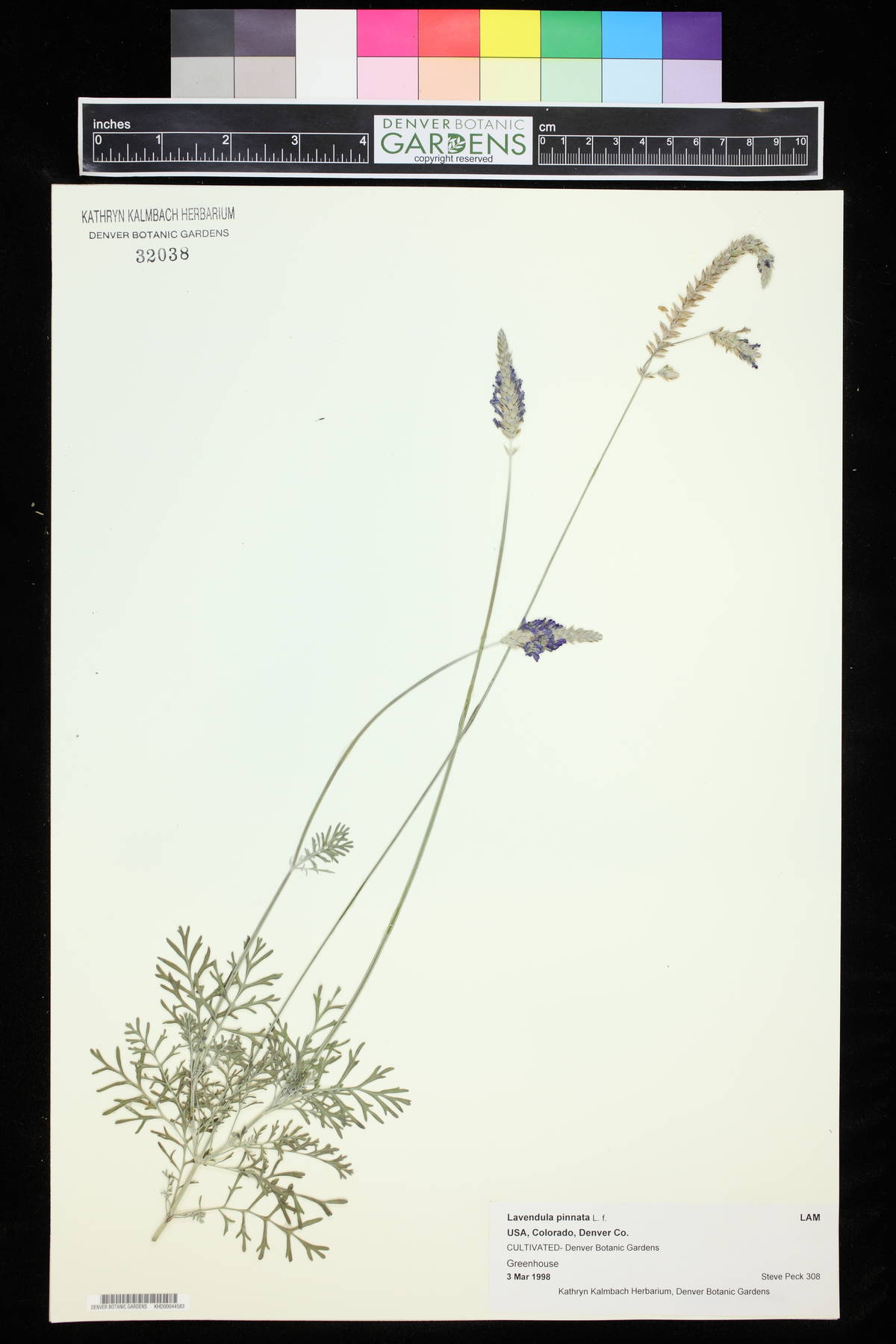 Lavandula pinnata image