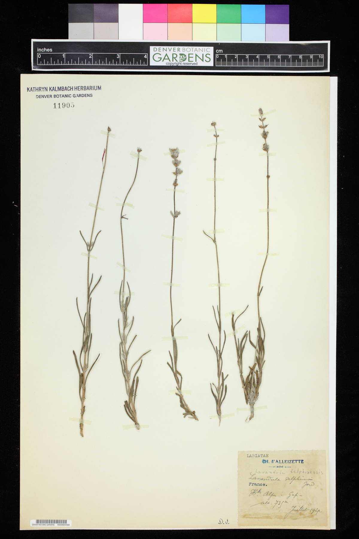 Lavandula angustifolia subsp. angustifolia image