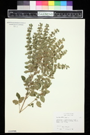 Melissa officinalis image