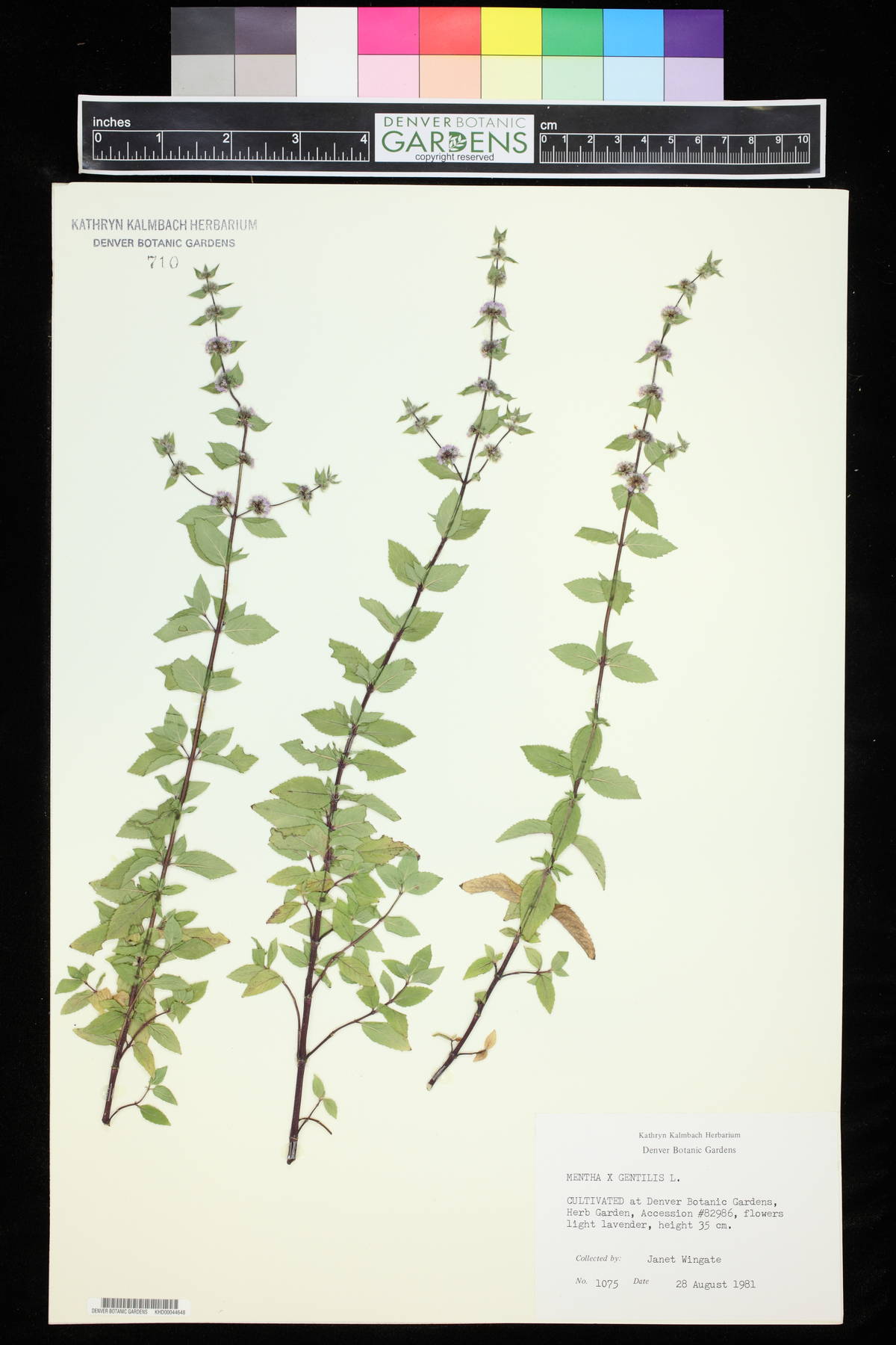 Mentha x gentilis image
