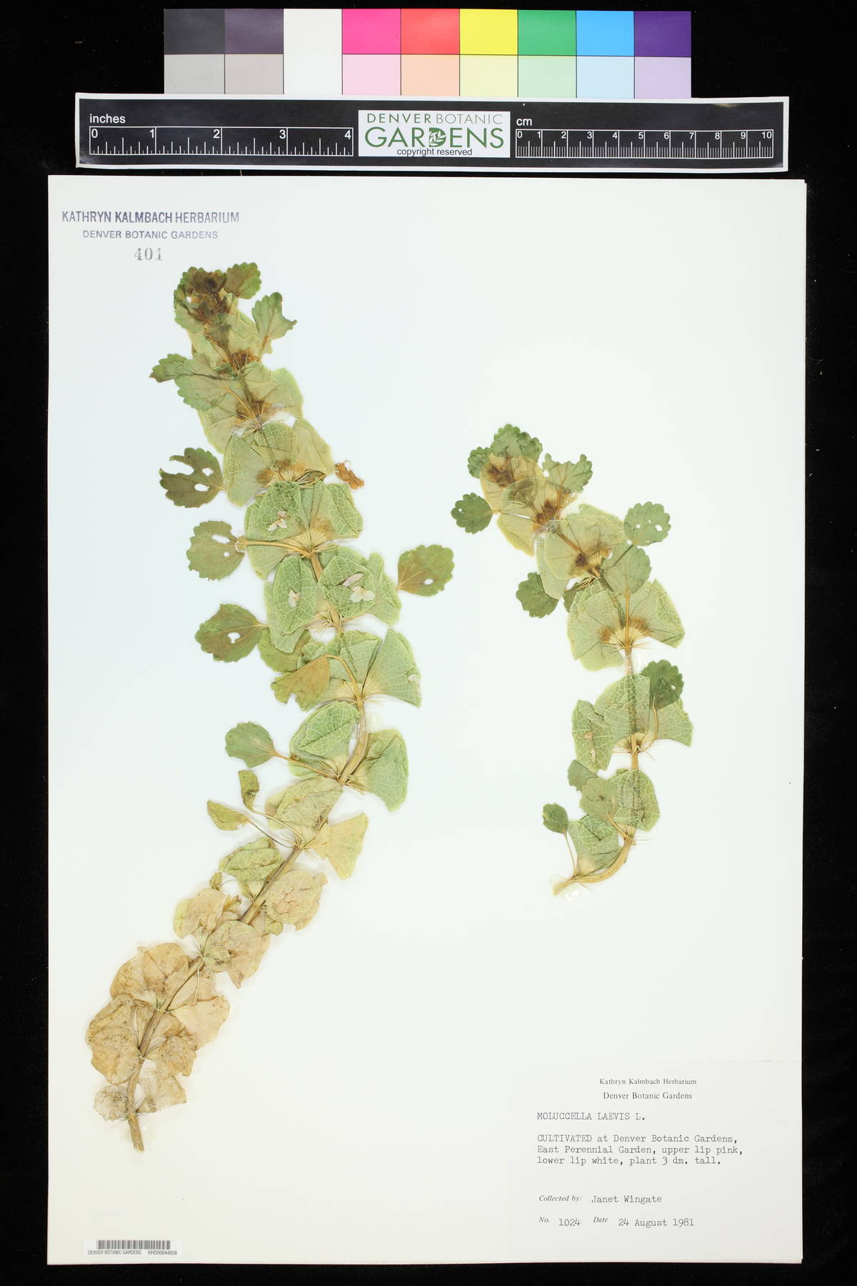 Molucella laevis image