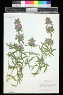 Monarda citriodora image