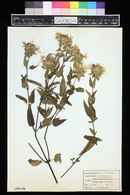 Monarda fistulosa image