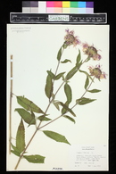 Monarda fistulosa image