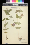 Monarda bradburiana image