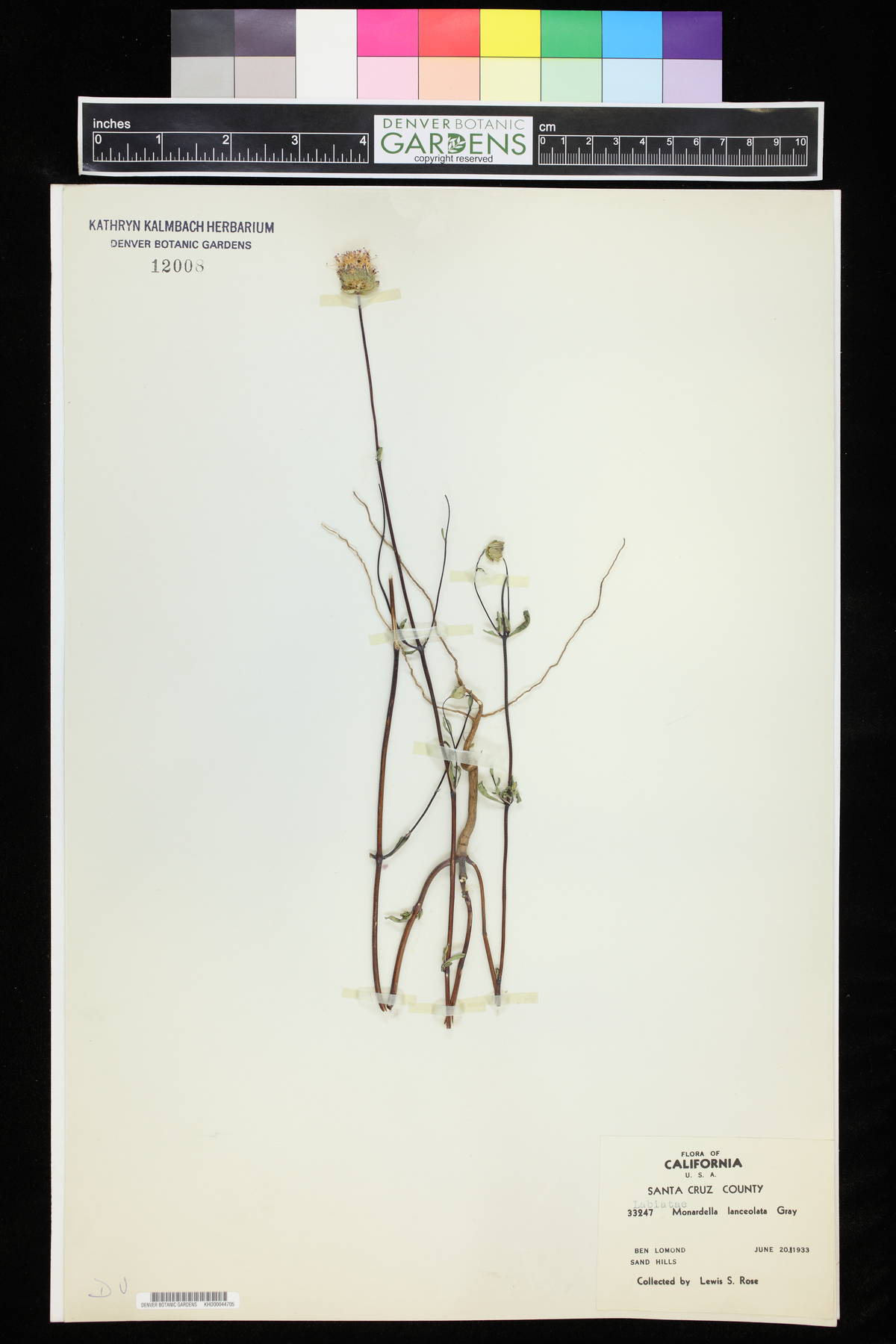 Monardella sinuata image