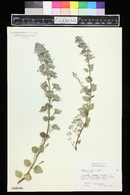 Nepeta mussinii image