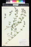 Nepeta mussinii image