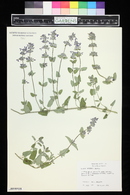 Nepeta mussinii image