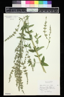 Image of Nepeta camphorata