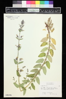 Nepeta sibirica image