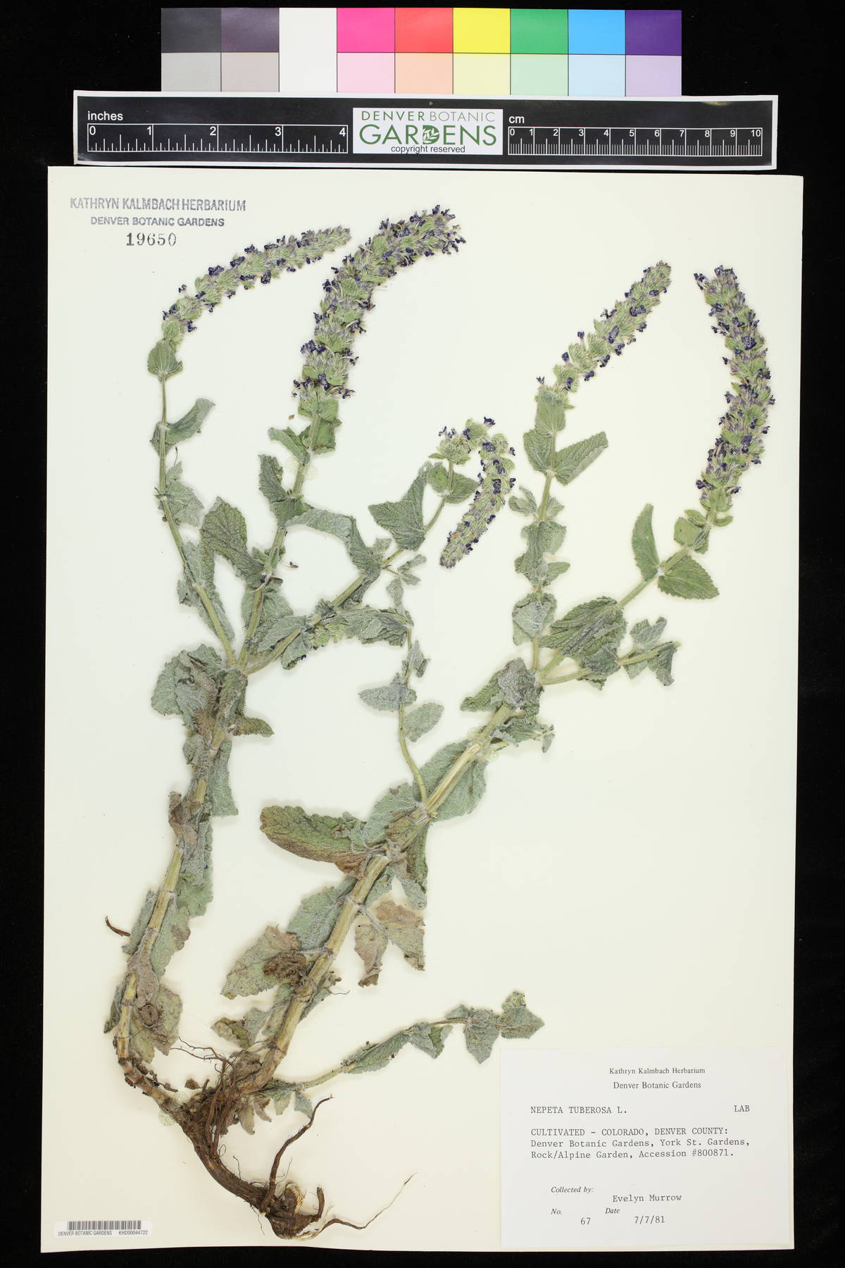 Nepeta tuberosa image