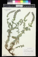 Nepeta tuberosa image