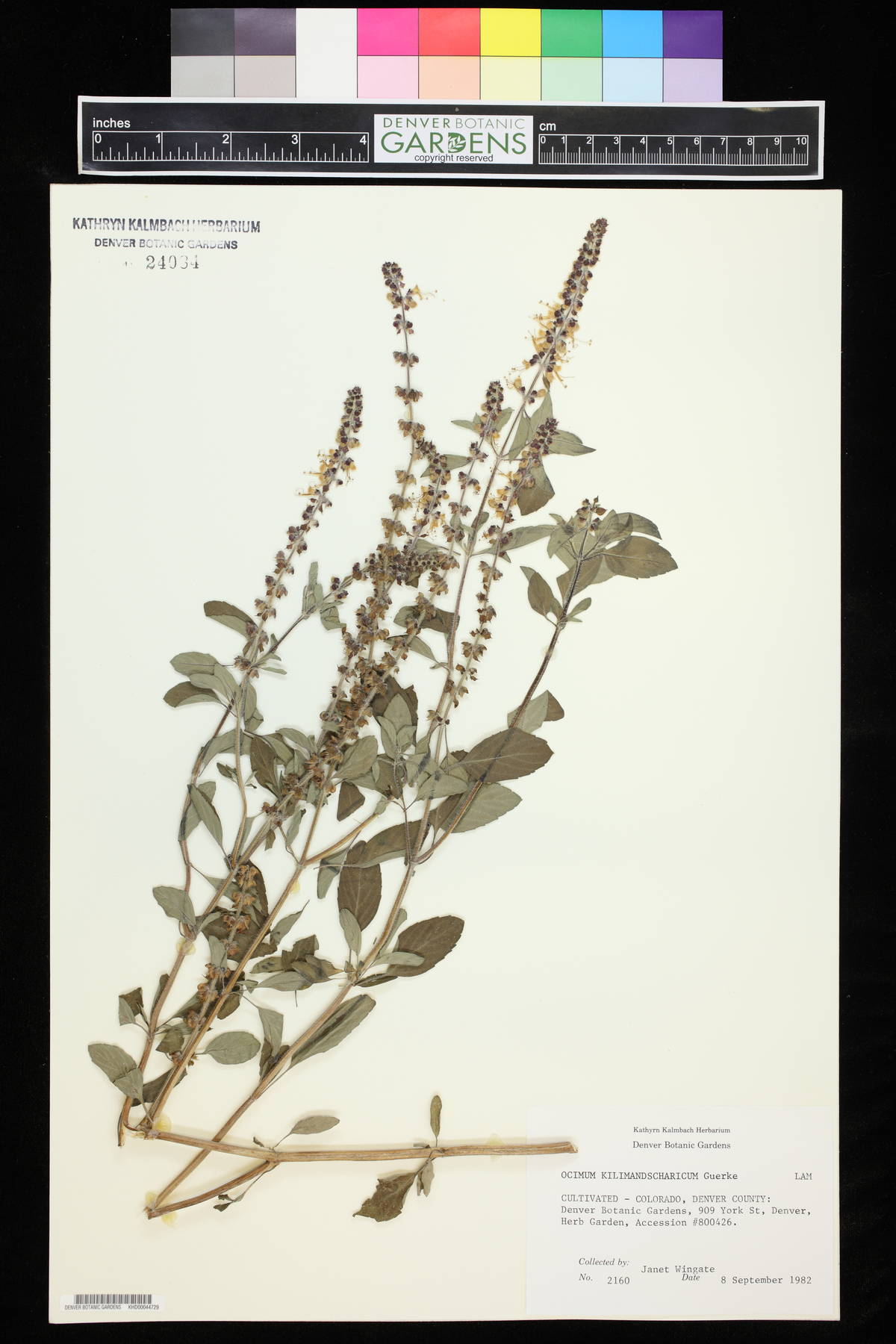 Ocimum kilimandscharicum image