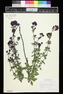 Origanum laevigatum image