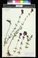 Origanum laevigatum image