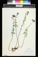 Origanum laevigatum image