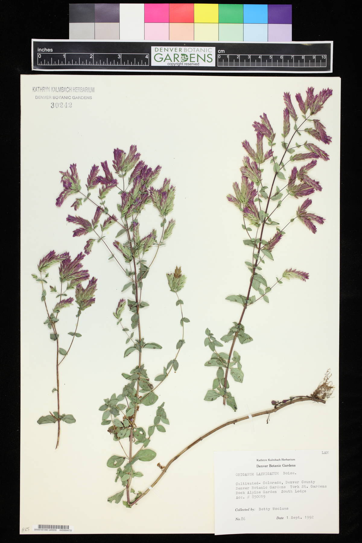 Origanum laevigatum image