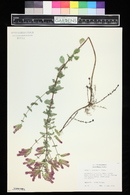 Origanum laevigatum image