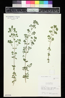 Origanum onites image