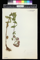 Origanum vulgare image