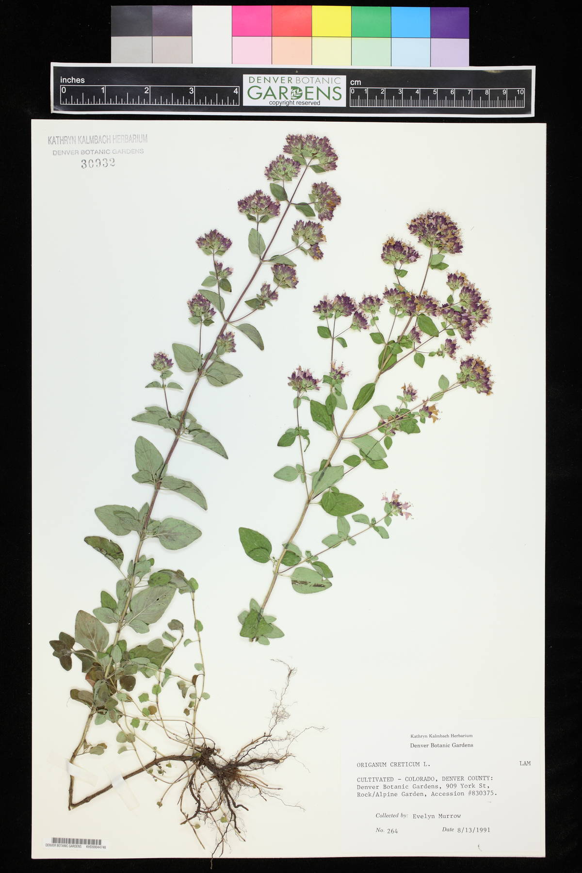 Origanum vulgare subsp. vulgare image
