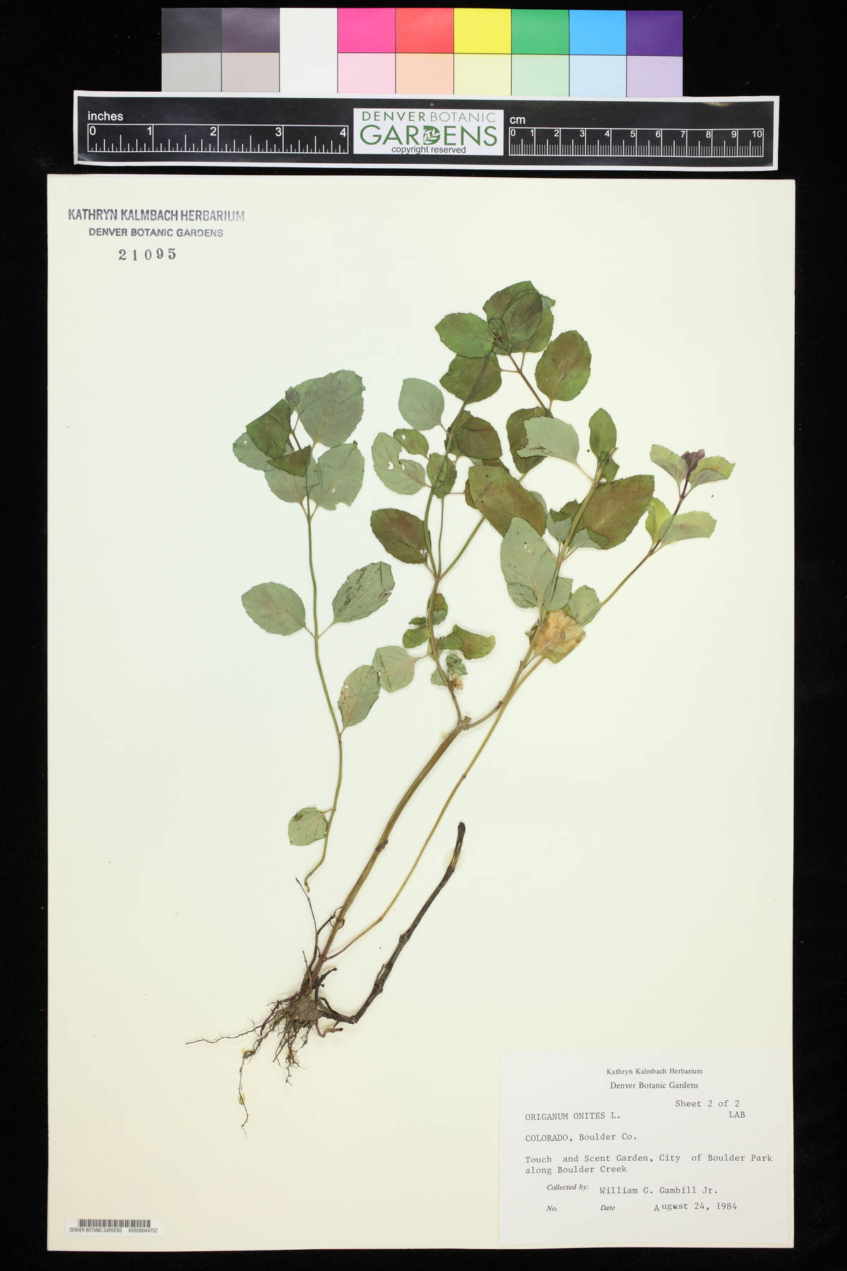 Origanum onites image