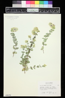 Origanum rotundifolium image