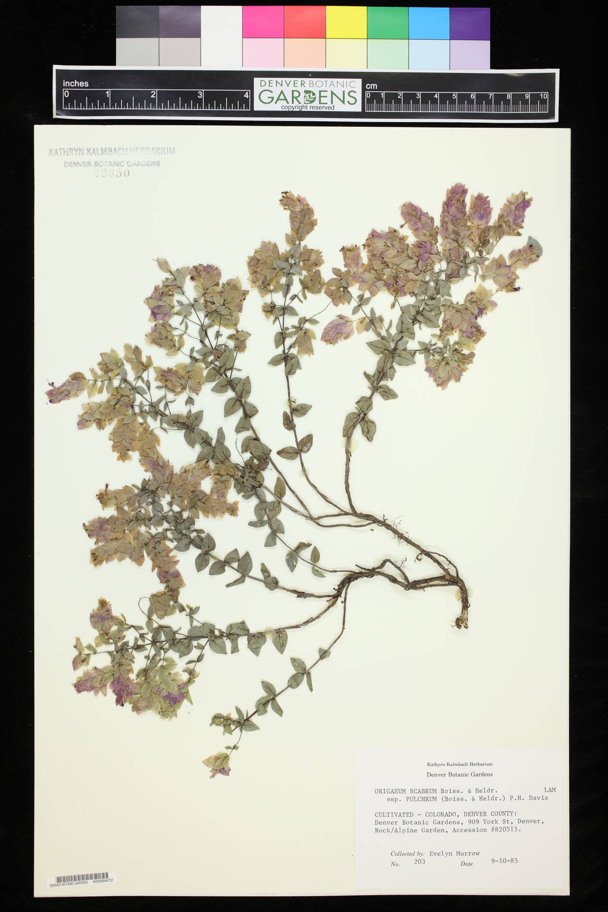 Origanum scabrum image