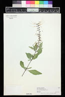Clerodendranthus spicatus image