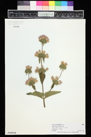 Phlomis cashmeriana image