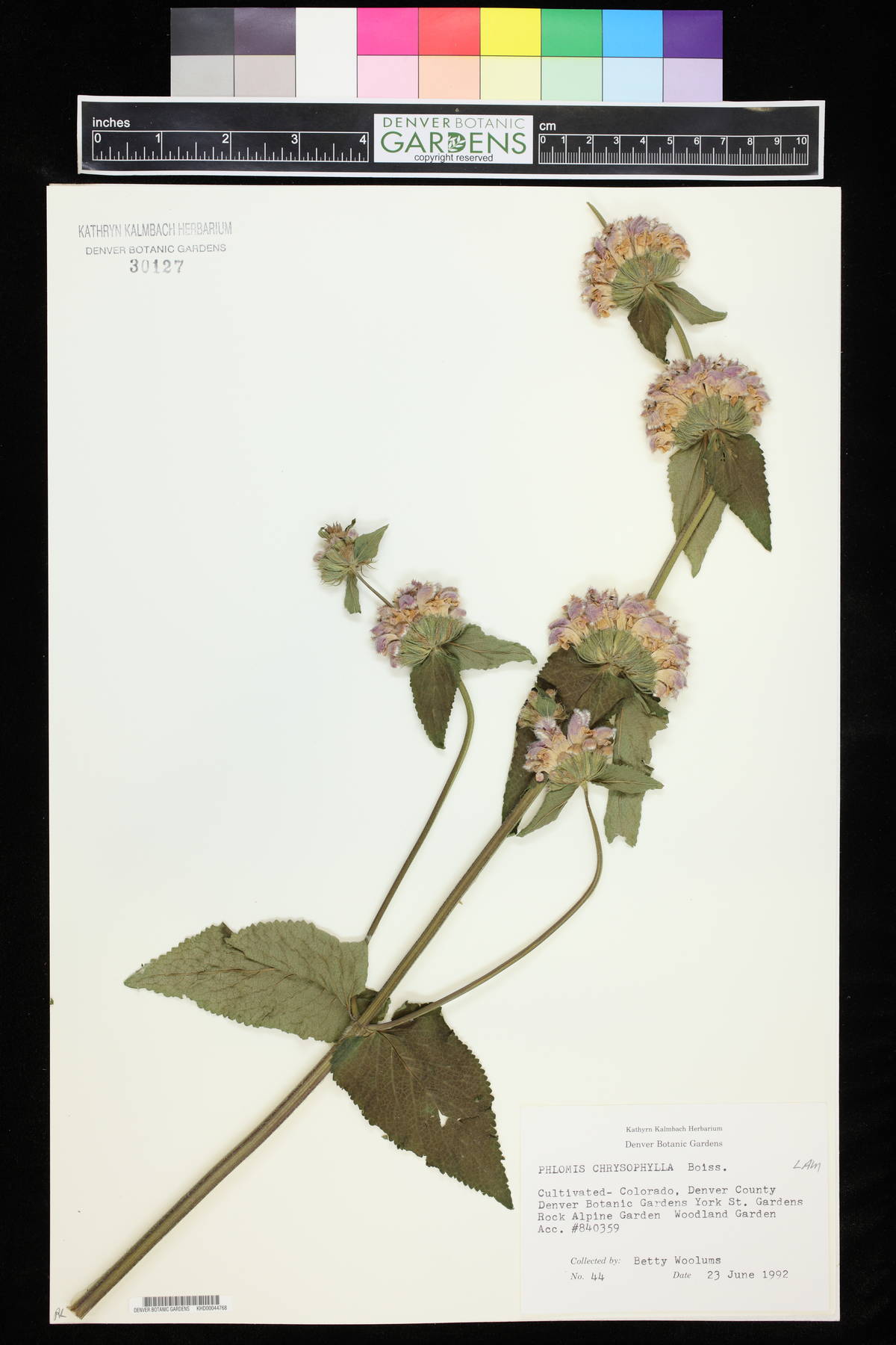 Phlomis chrysophylla image