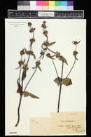 Phlomis tuberosa image