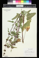 Phlomis tuberosa image