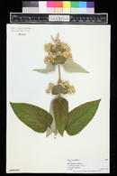 Phlomis russeliana image