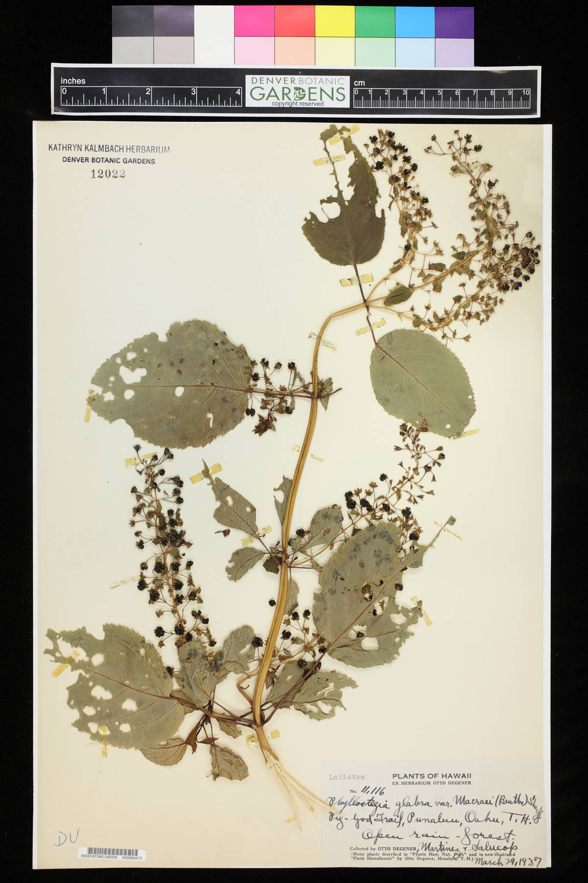 Phyllostegia glabra image