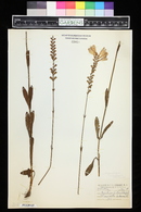 Physostegia denticulata image