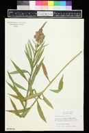 Physostegia virginiana image